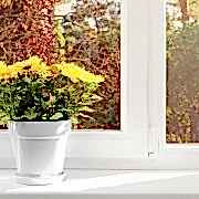 Topffplanze auf einer Fensterbank