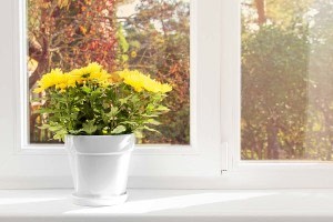 Topffplanze auf einer Fensterbank