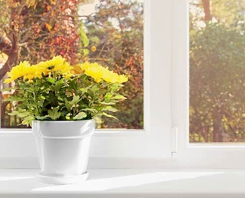 Topffplanze auf einer Fensterbank